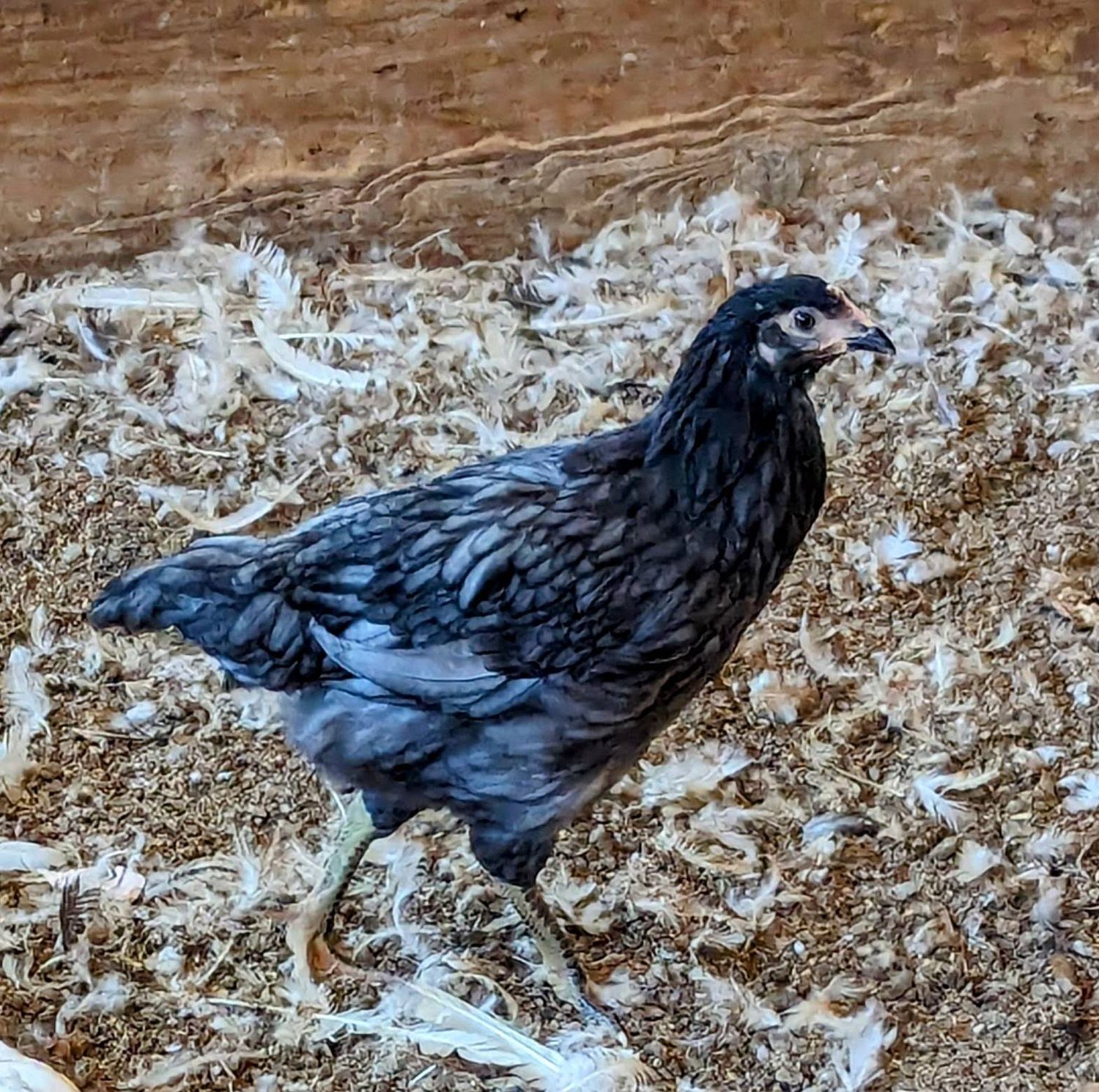 Blue Sexlink Chicks, Hatch Date: August 25, 2026, Sex: Female