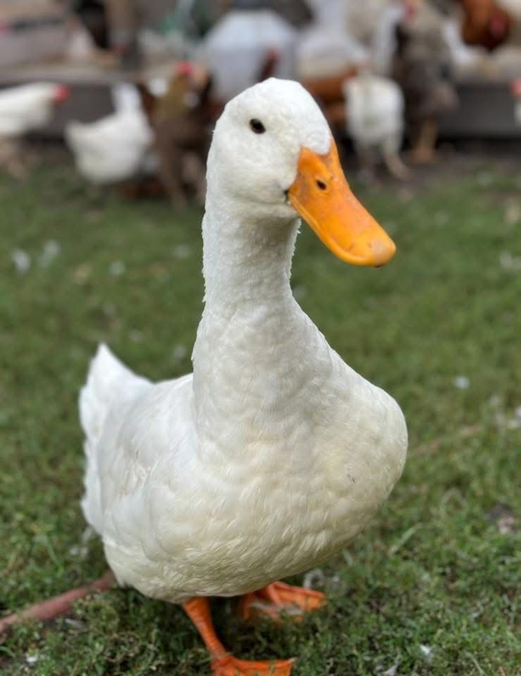 Pekin Ducklings, Hatch Date: February 24, 2026, Sex: Not-sexed