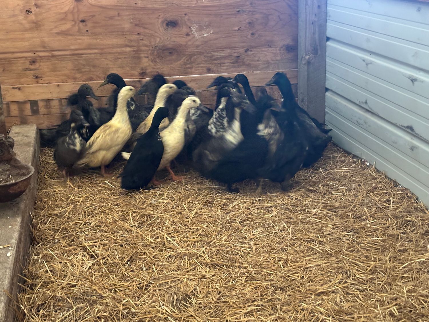 Blue/Black/Splash Swedish Ducklings, Hatch Date: May 12, 2026, Sex: Not-sexed