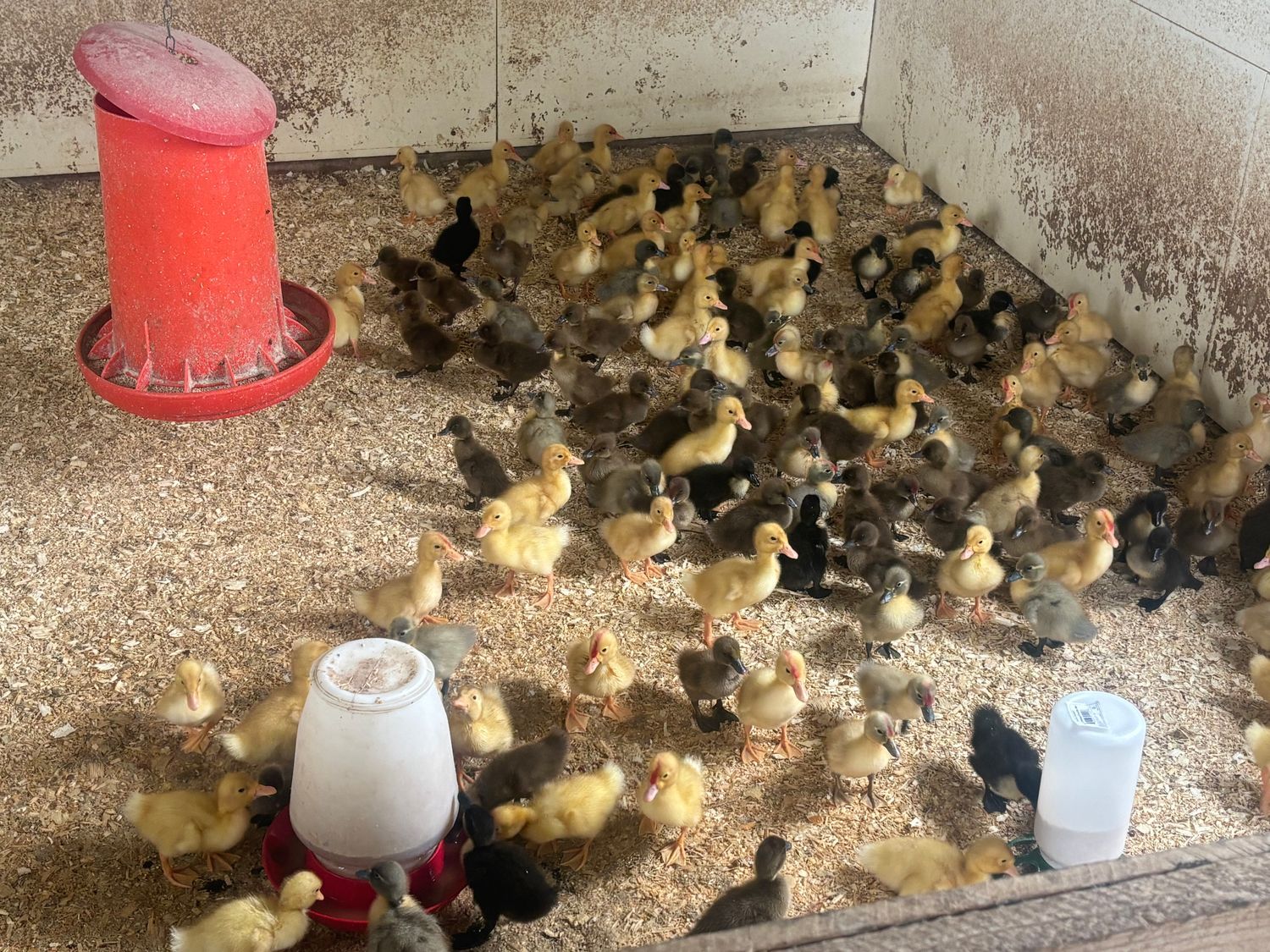 Hatchery Choice Ducklings, Hatch Date: March 24, 2026, Sex: Not-sexed