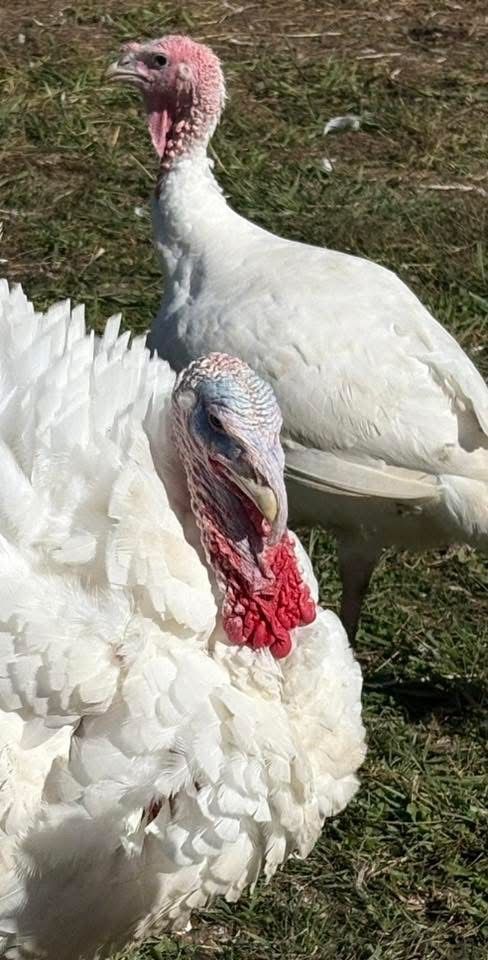 Broad Breasted White Turkeys, Hatch Date: May 12, 2026, Sex: Unsexed