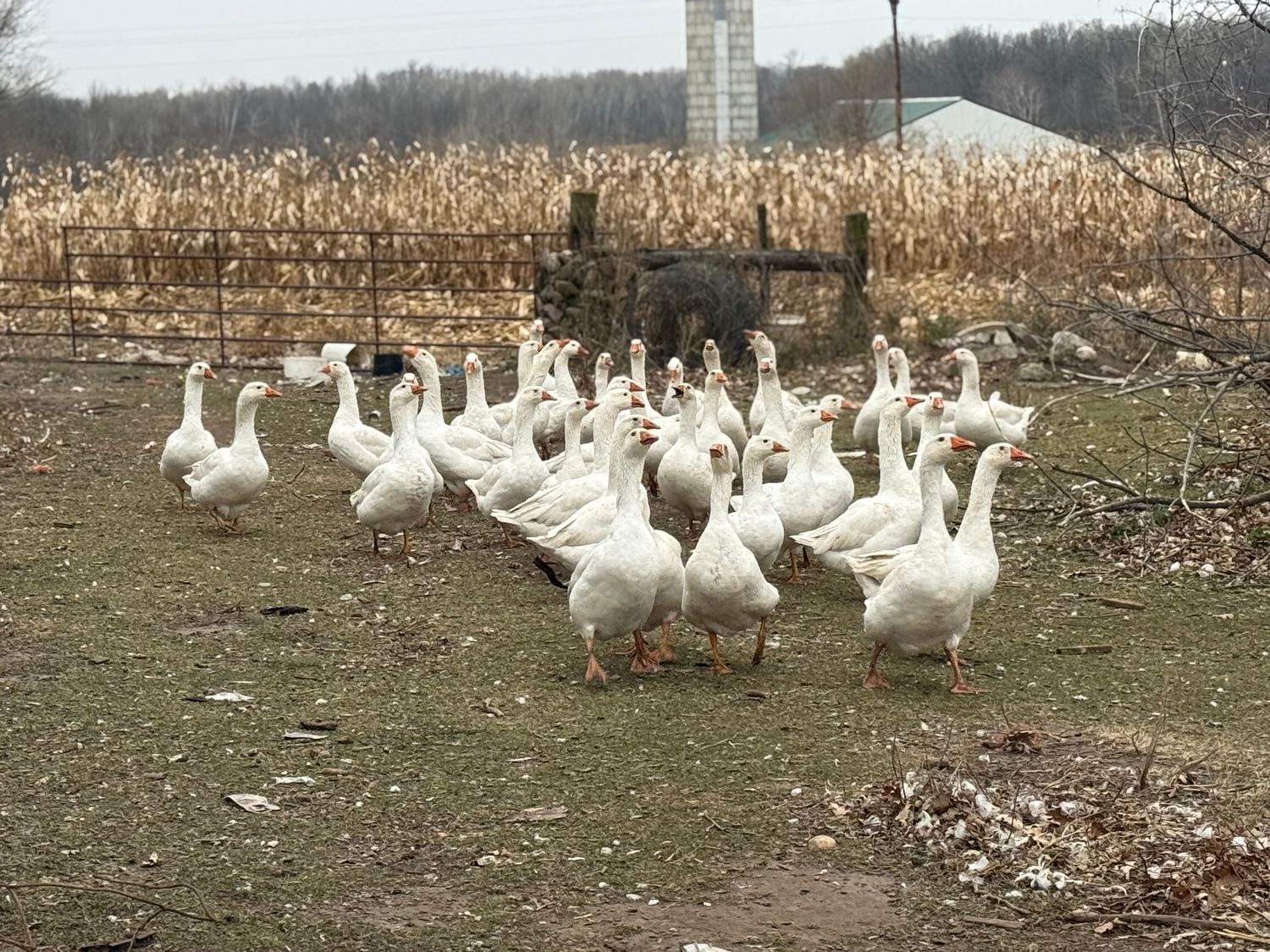 Embden Goslings, Hatch Date: May 05, 2026, Sex: Not-sexed