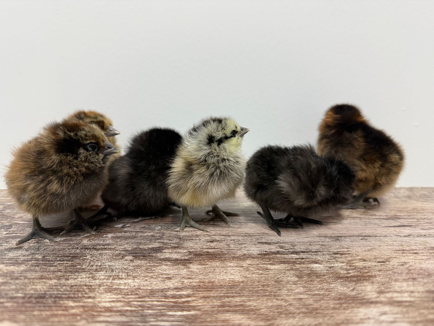 Mysterious Black Chicks, Hatch Date: March 03, 2026, Sex: Not-sexed