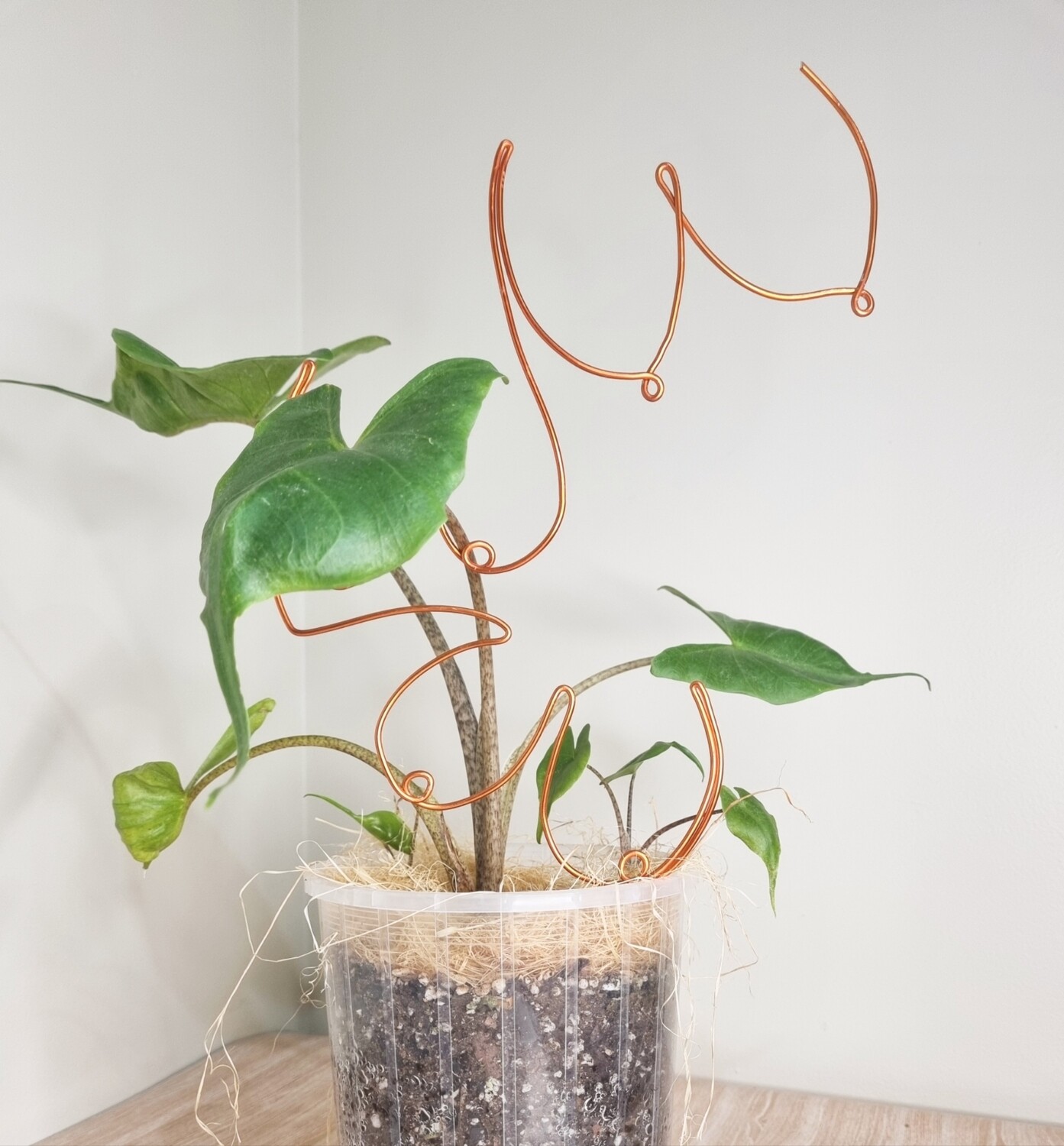Tit-Leaf Tuesday – Boobies Plant Stake