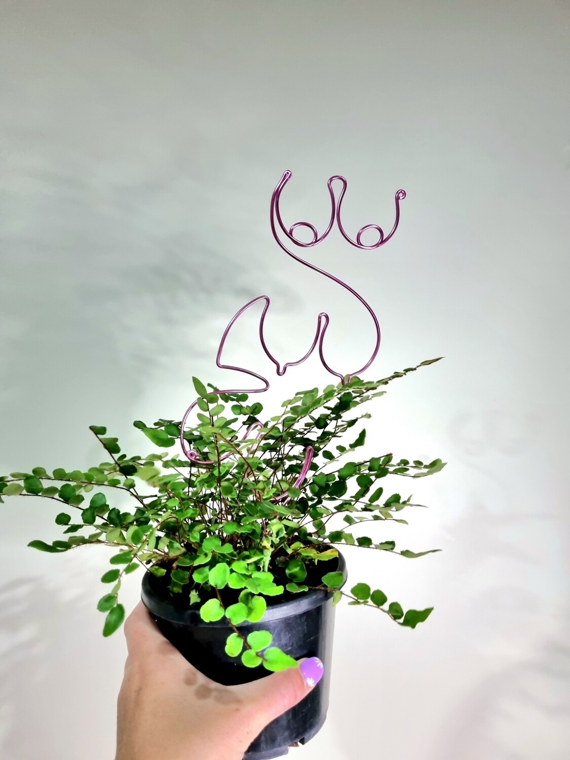Tit-Leaf Tuesday – Boobies Plant Stake