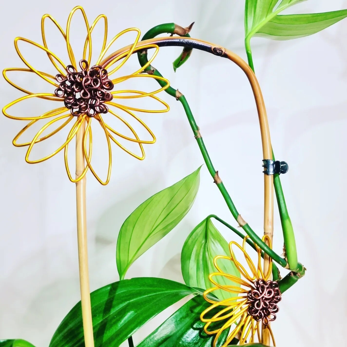 Sunflower Plant stake/u-cane trellis