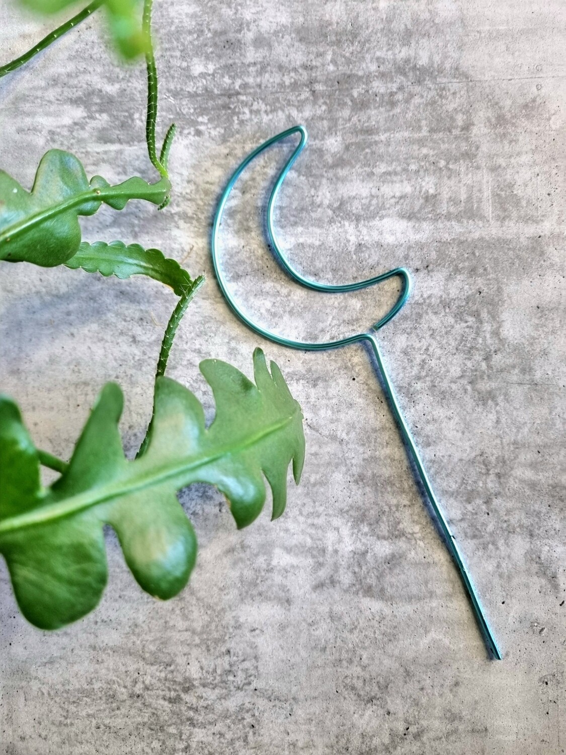 Mystic Moonbeam – Crescent Moon Plant Stake