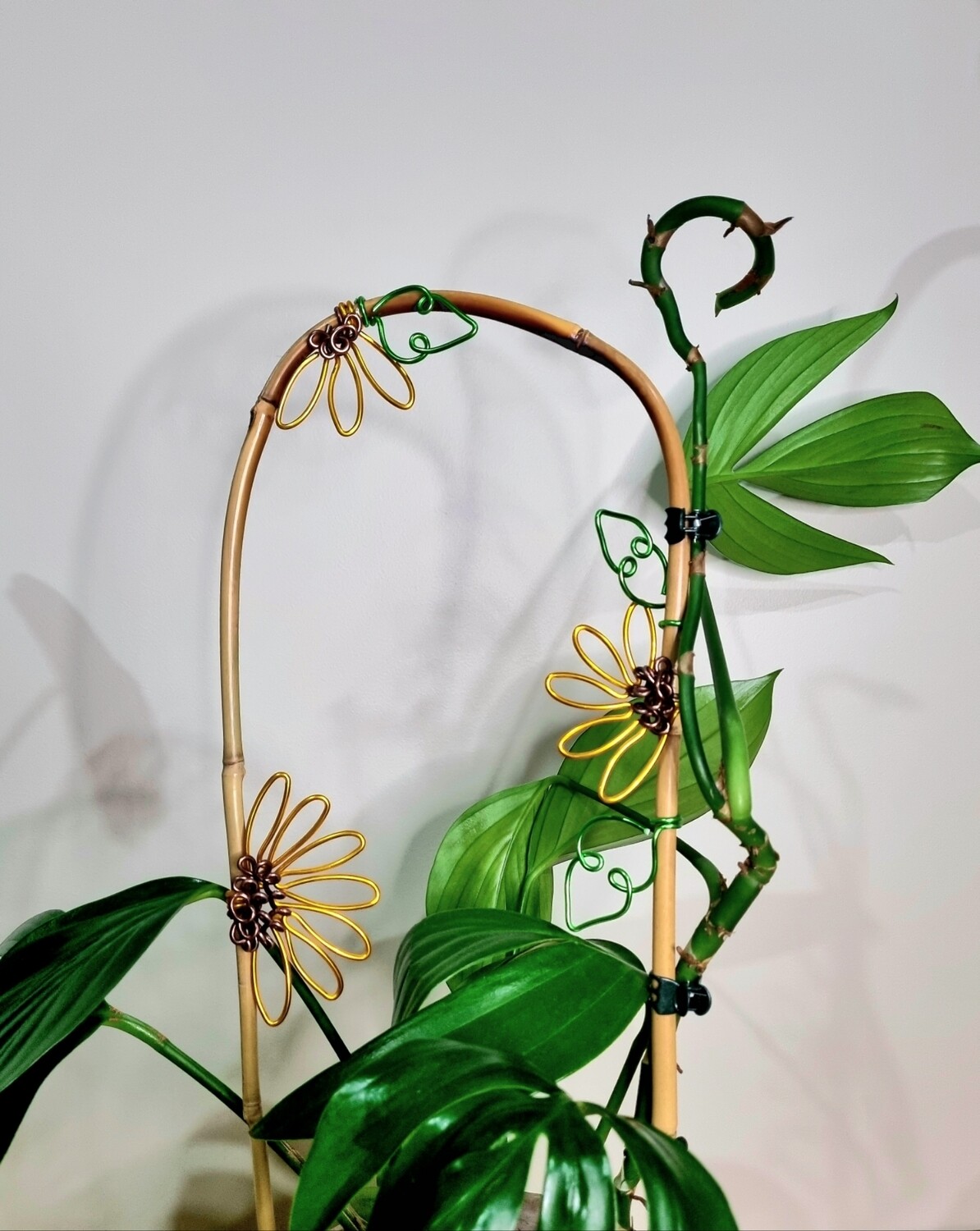 Sunflower Plant stake/u-cane trellis