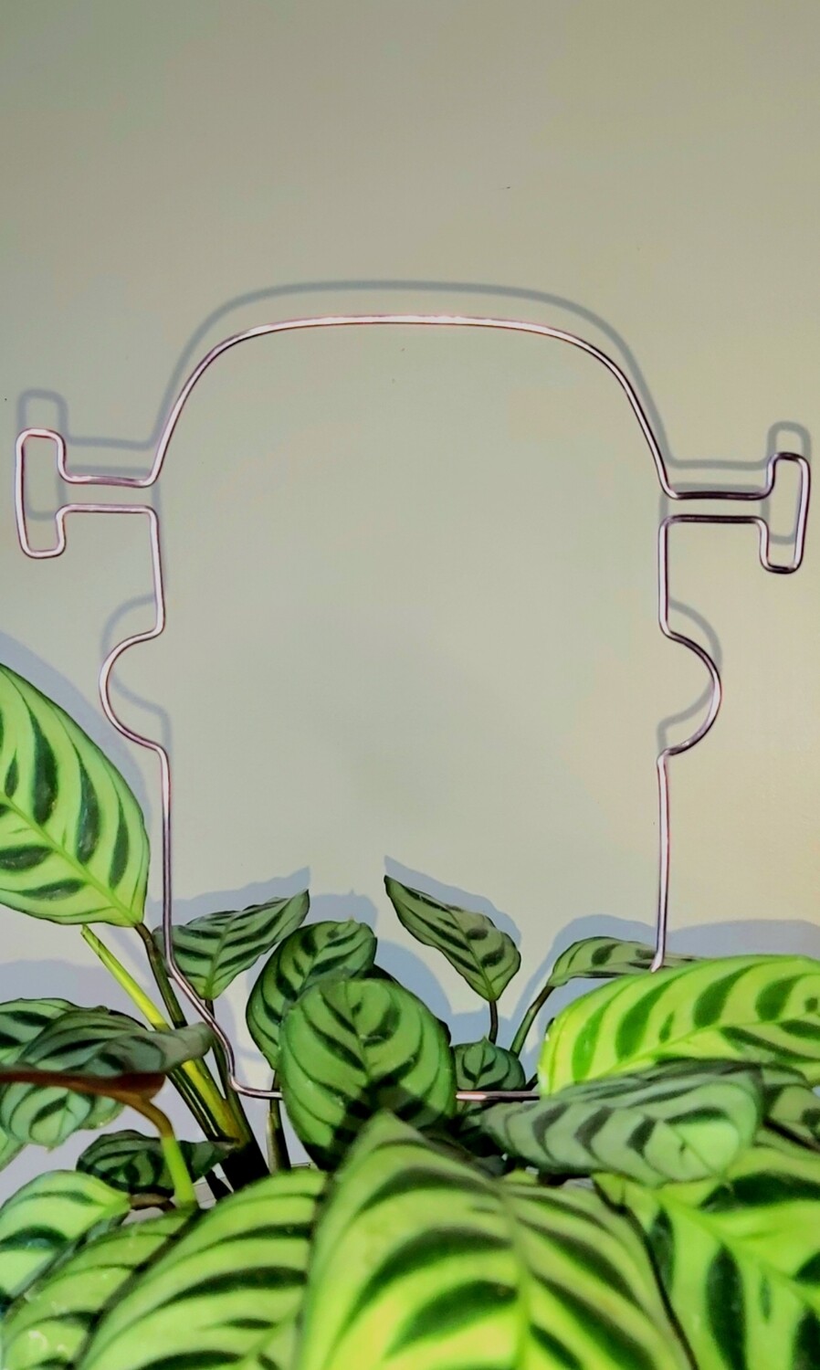 Let’s Be Frank Plant Trellis