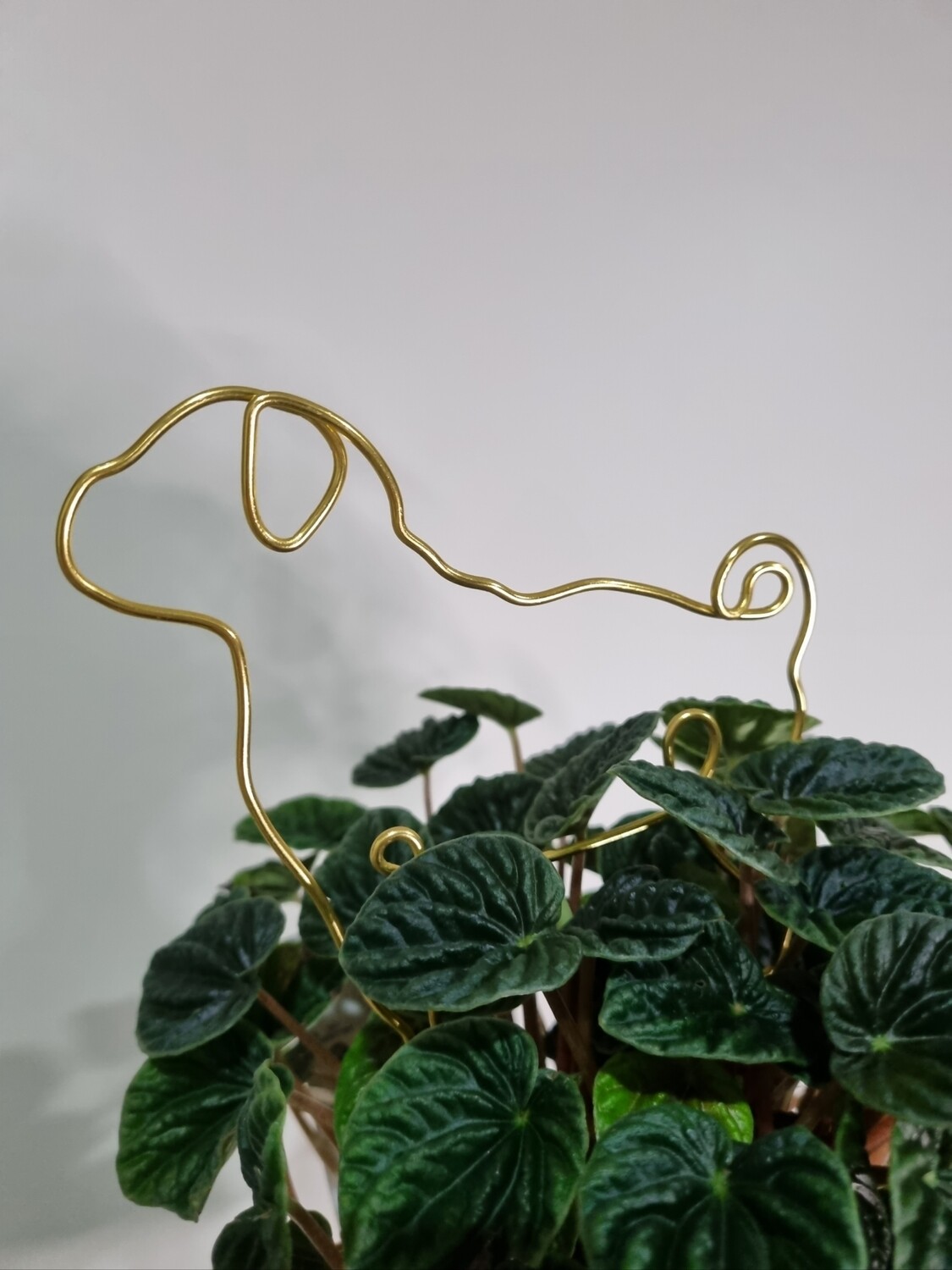 The Klaus Plant Stake
