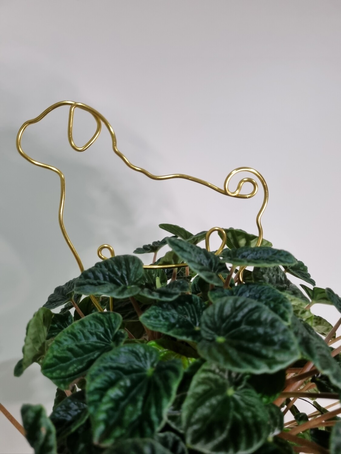 The Klaus Plant Stake