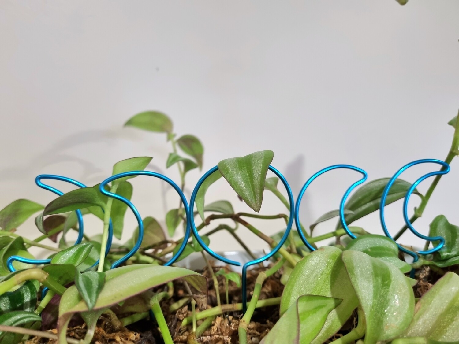 Phases of the moon Mini plant stakes