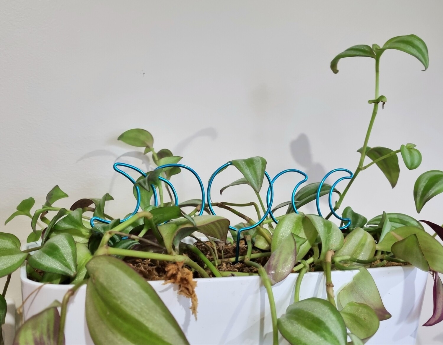 Phases of the moon Mini plant stakes