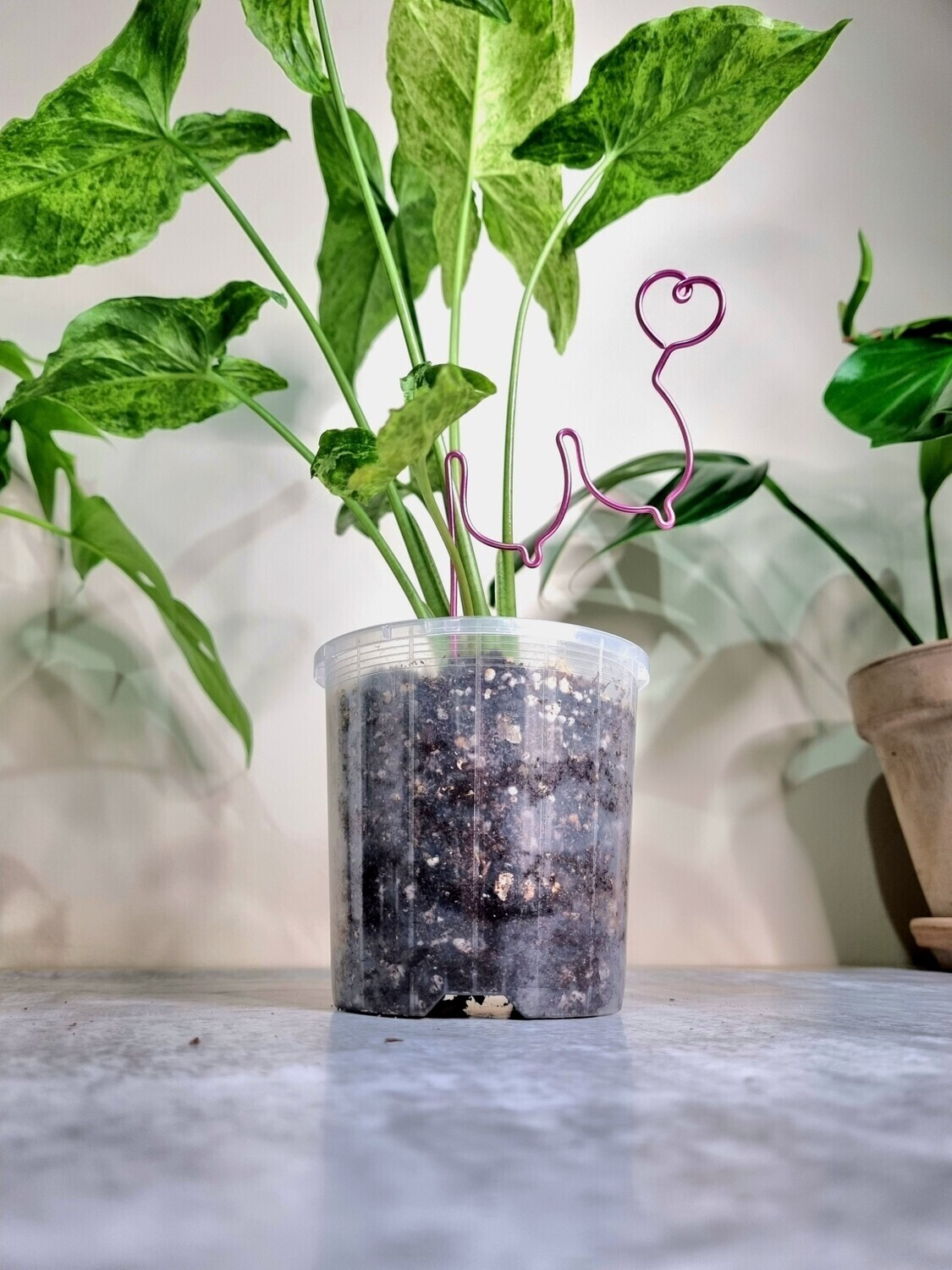 All Shapes And Sizes- BOOBIES plant trellises &amp; stakes