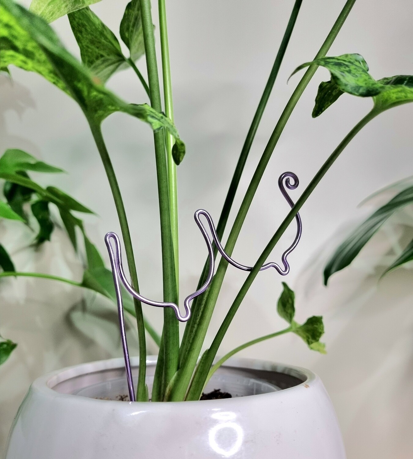 All Shapes And Sizes- BOOBIES plant trellises &amp; stakes