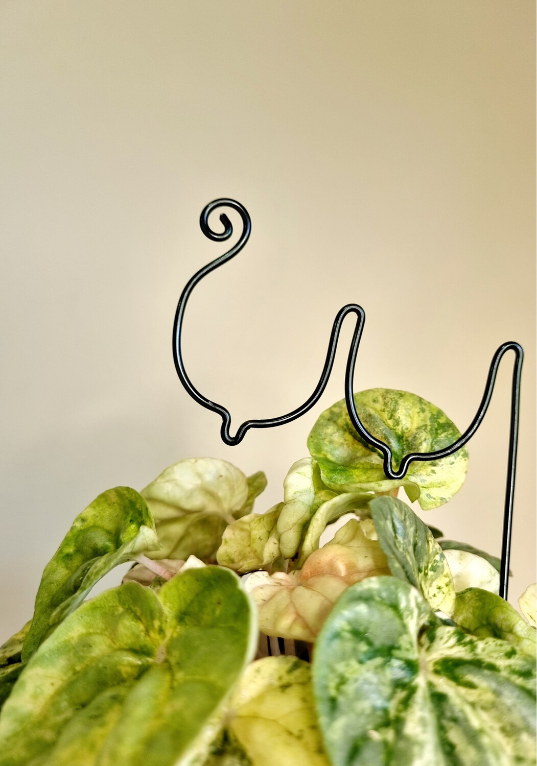 All Shapes And Sizes- BOOBIES plant trellises &amp; stakes