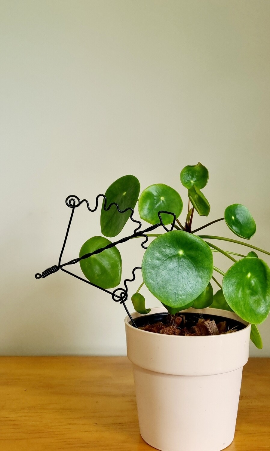 “Shoot for the Plants” – Zodiac Plant Stake