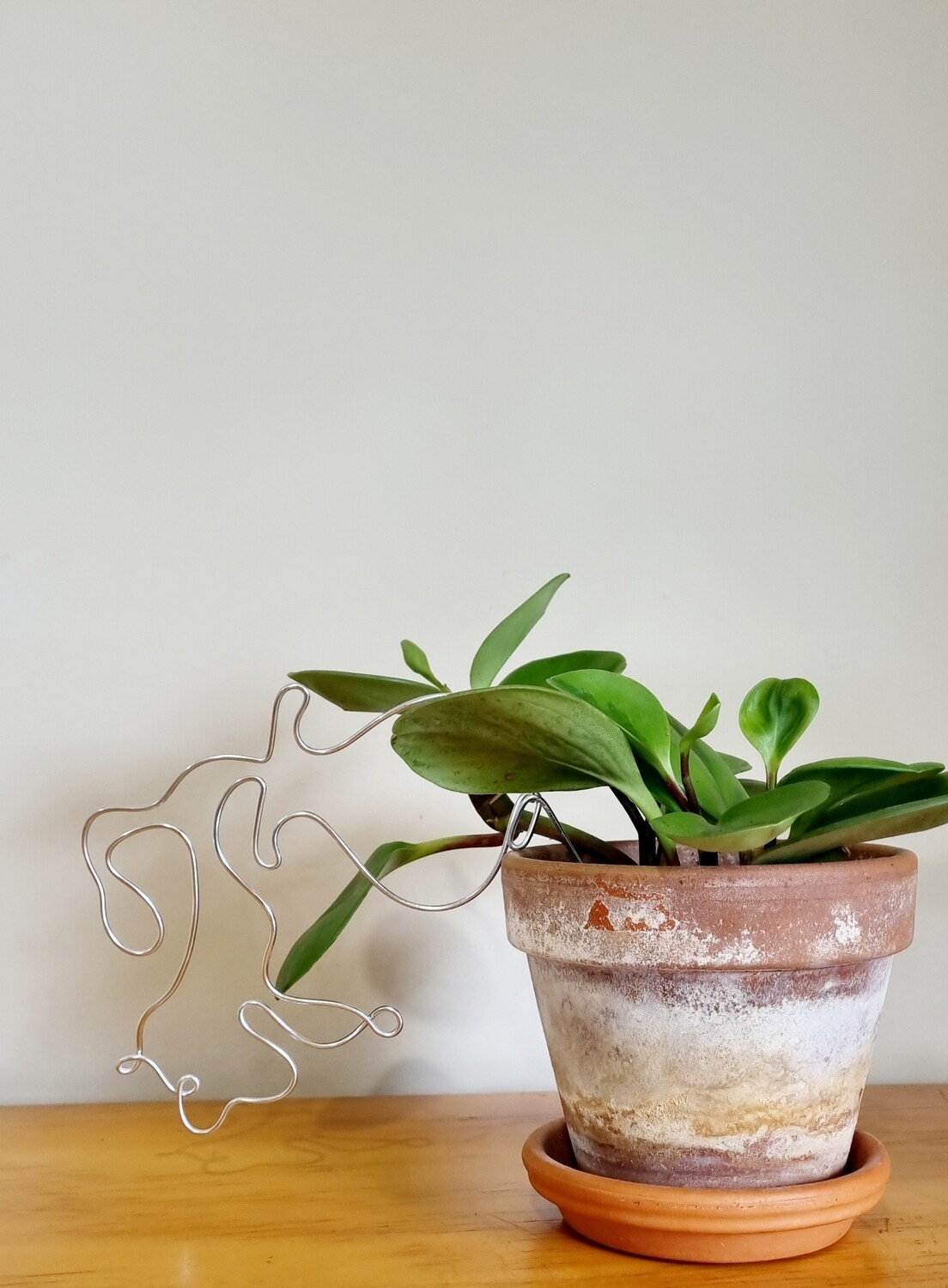 &quot;Free-Spirited &amp; Full of Flair&quot; - Aquarius Zodiac Plant Stake
