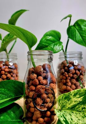 How to care for plants in leca