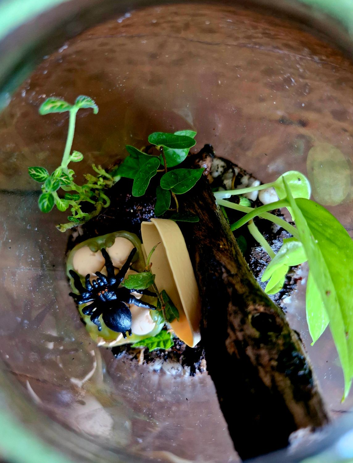 Tropical Bioactive Terrarium - Pocket