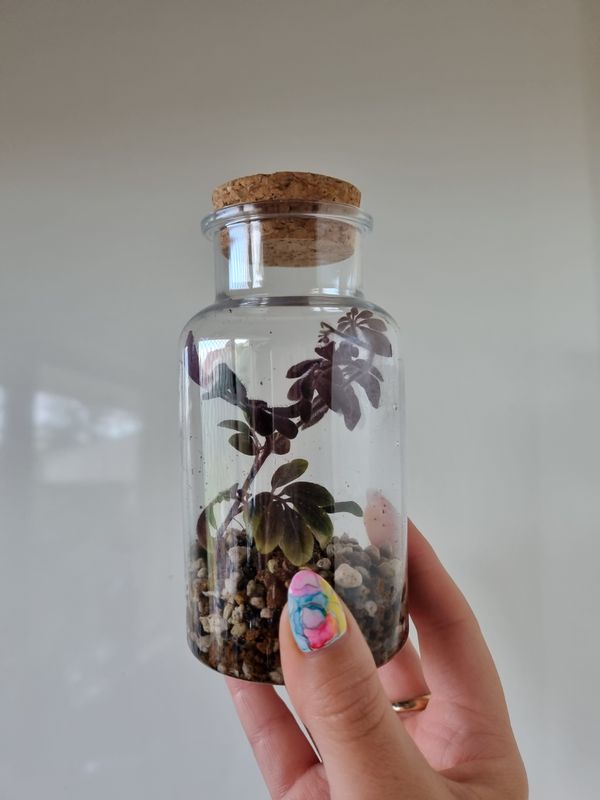 Pocket Tropical Bioactive Terrarium