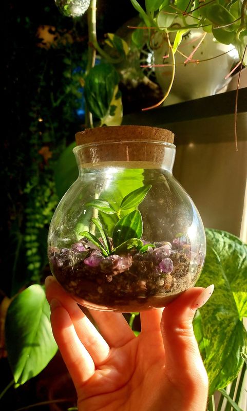 Flora Terrarium - Little 