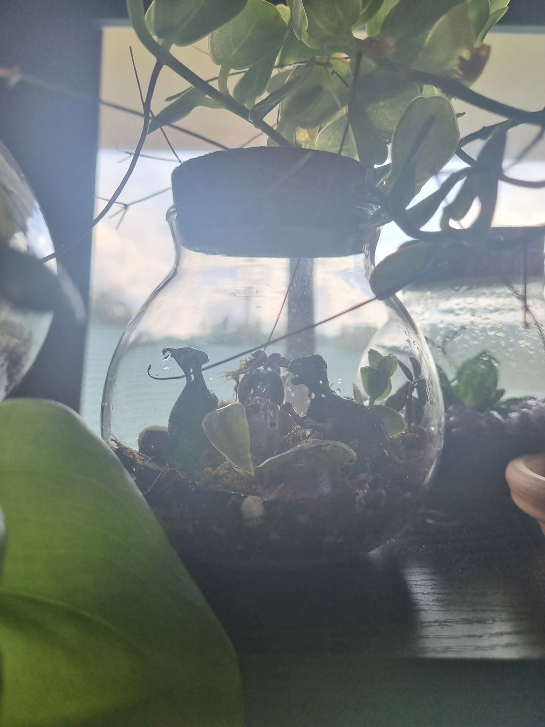 Flora Terrarium - Little 