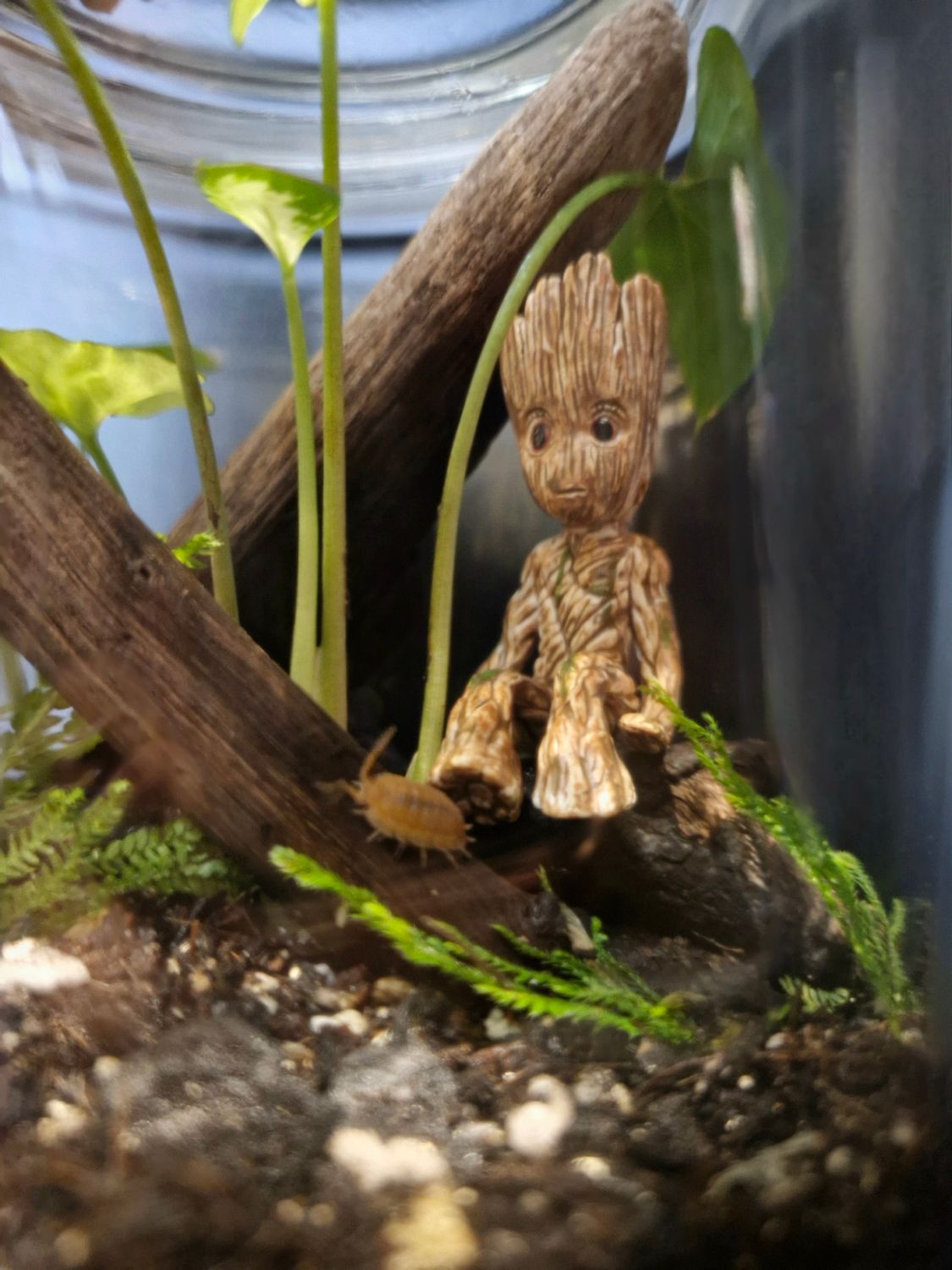 Botanical Bioactive Terrarium - Small