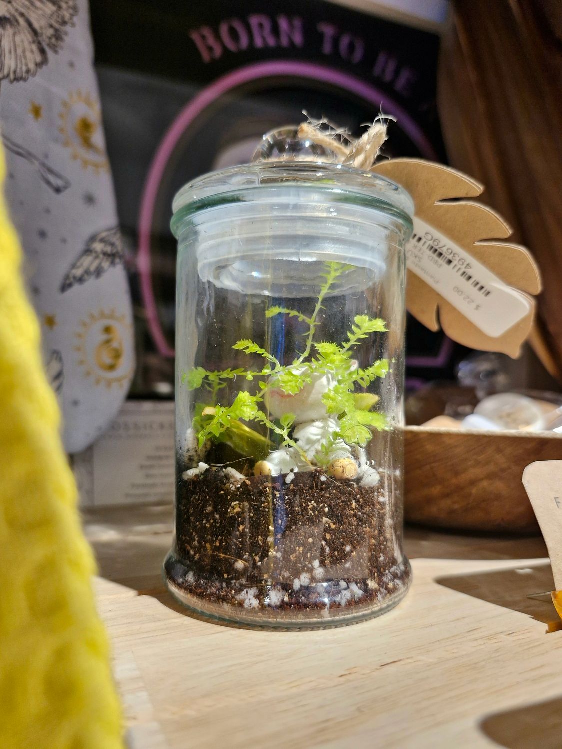 Botanical Terrarium - Mini