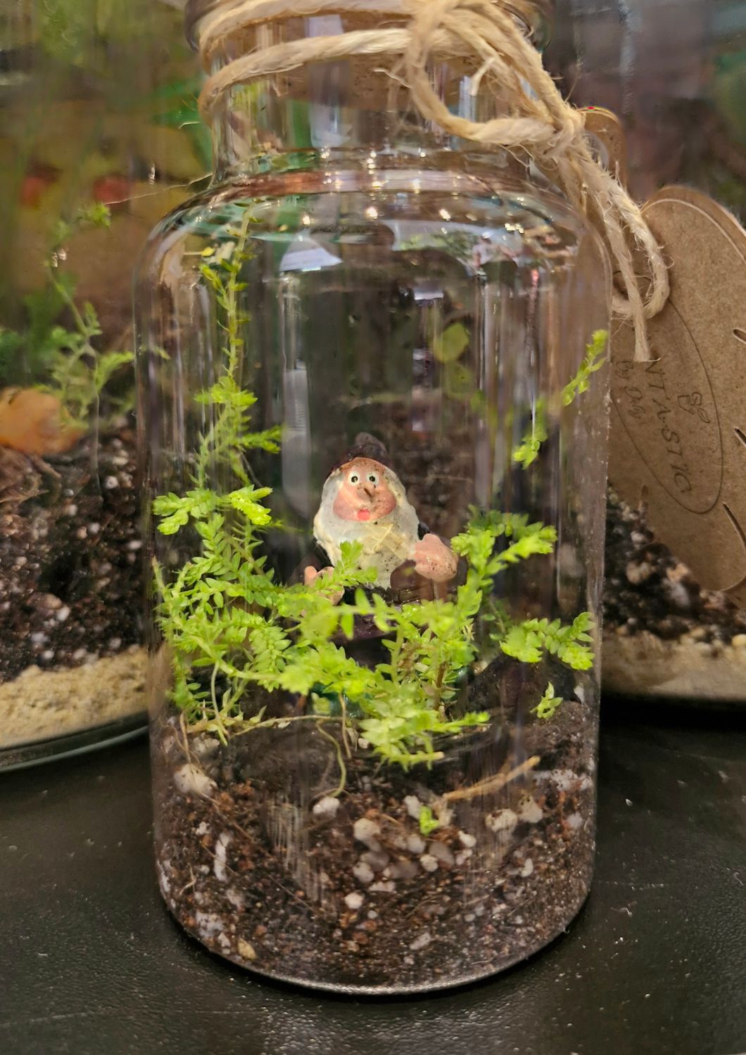 Tropical Terrarium - Mini