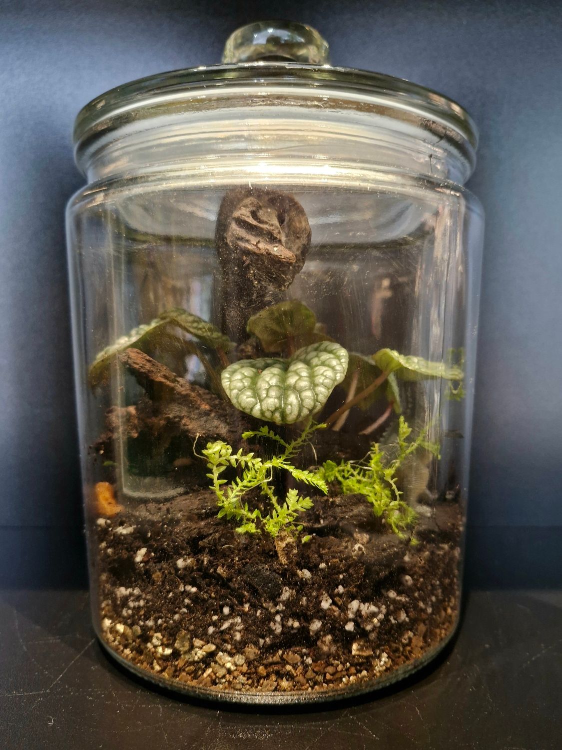 Botanical Bioactive Terrarium - Small
