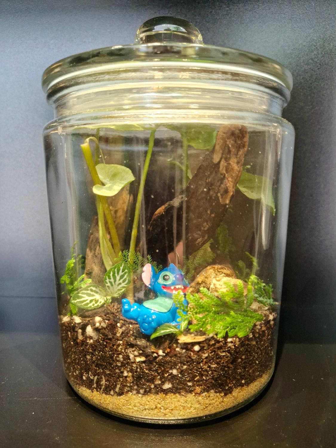 Botanical Bioactive Terrarium - Small