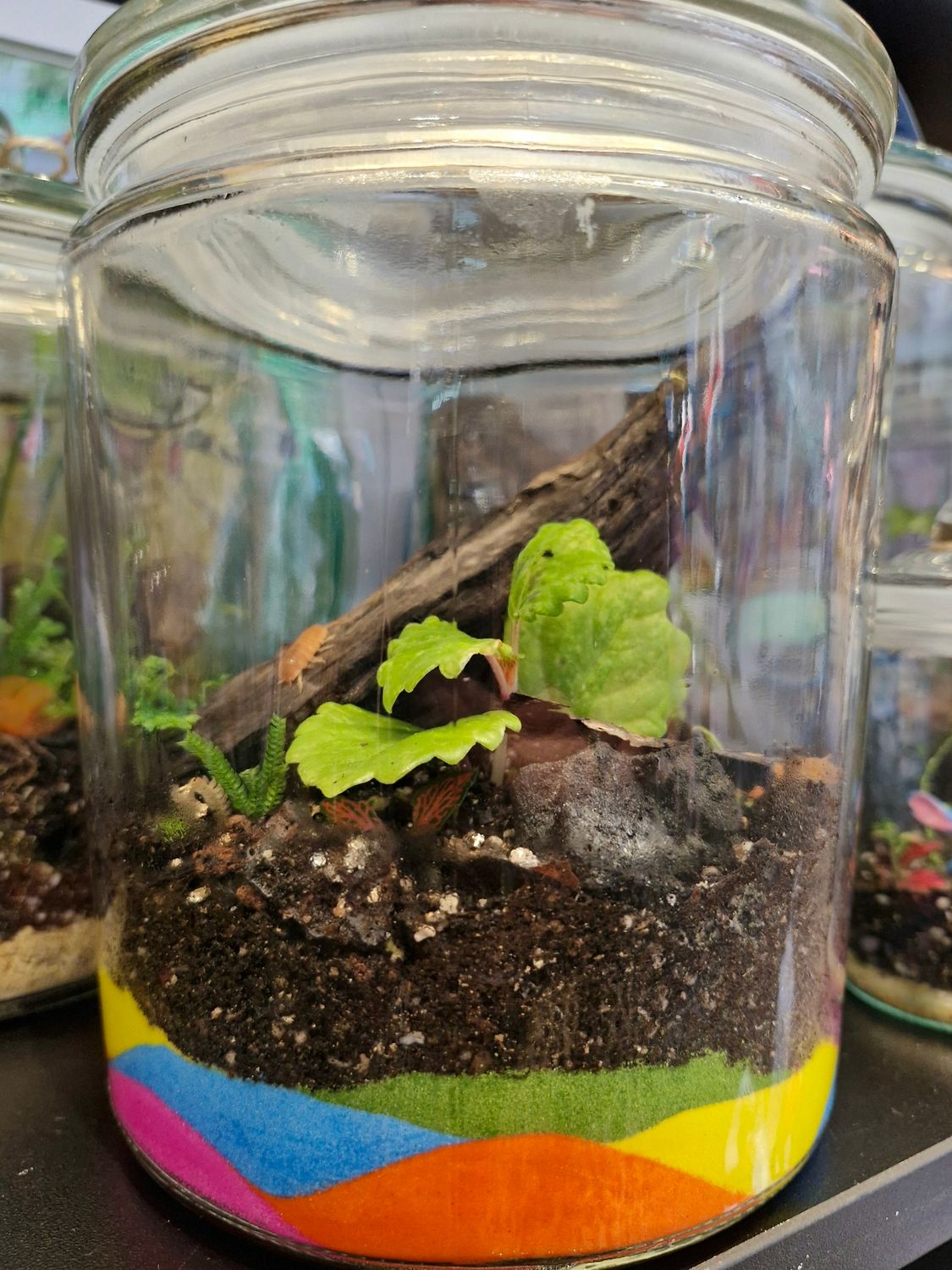 Botanical Bioactive Terrarium - Small