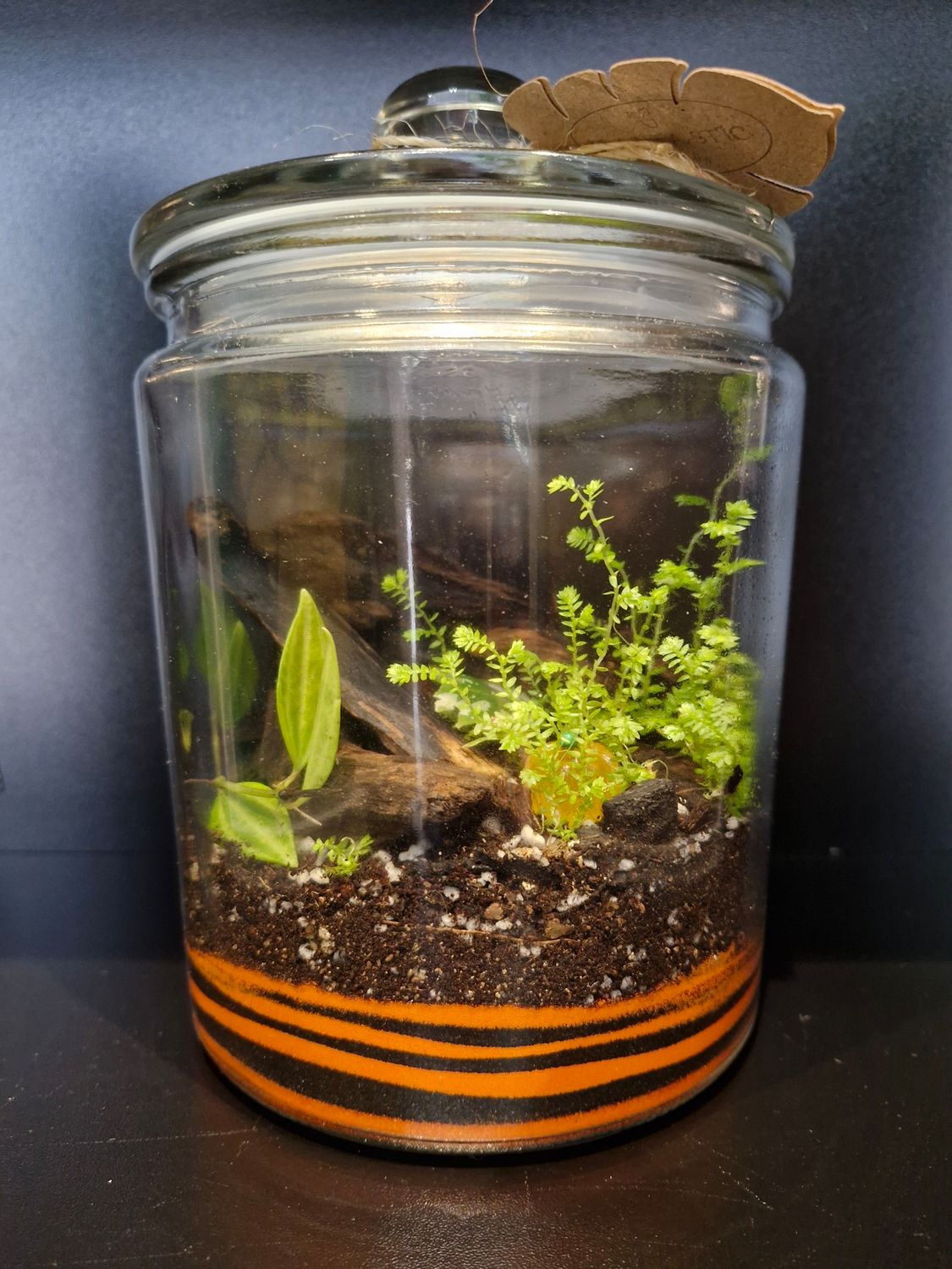 Botanical Bioactive Terrarium - Small