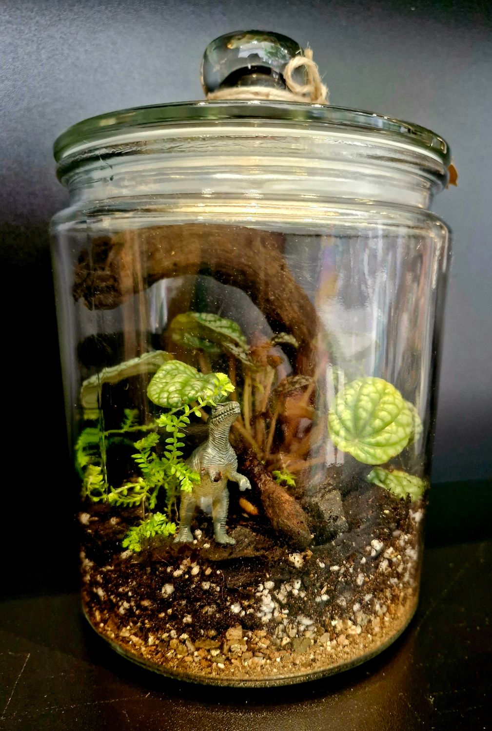Botanical Bioactive Terrarium - Small