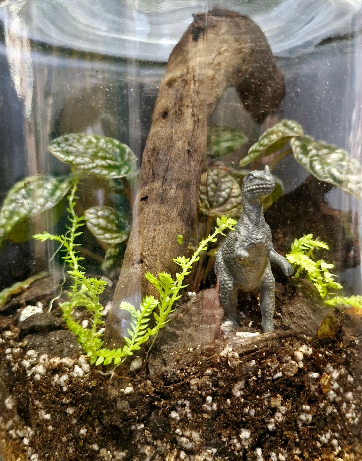 Botanical Bioactive Terrarium - Small