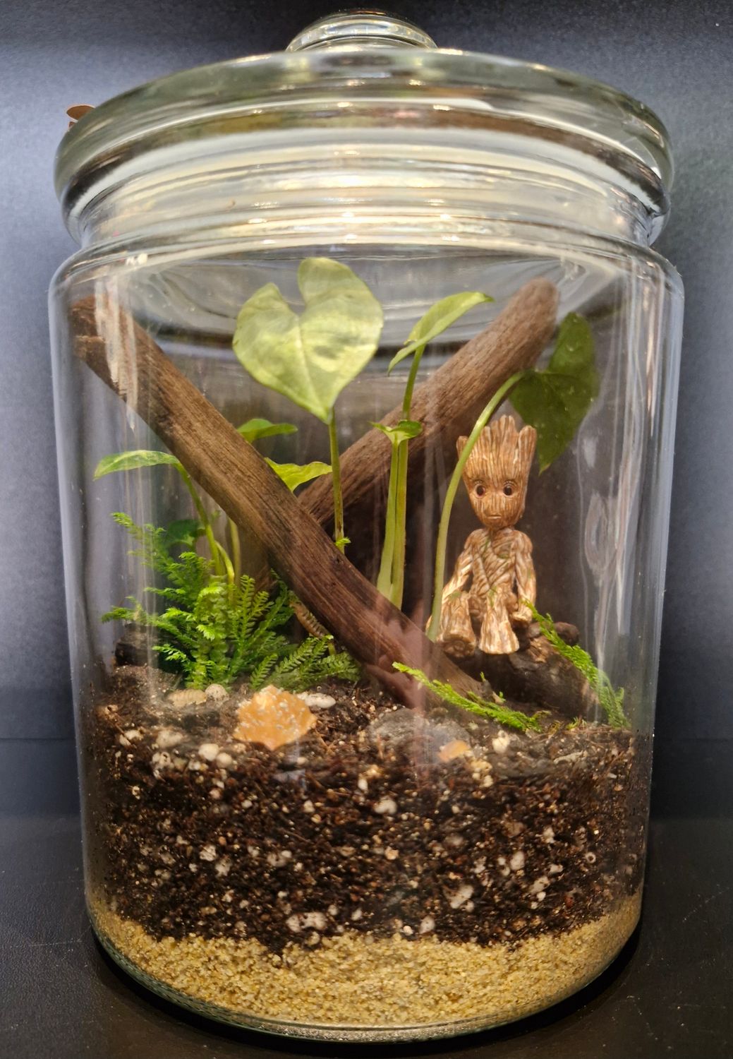Botanical Bioactive Terrarium - Small