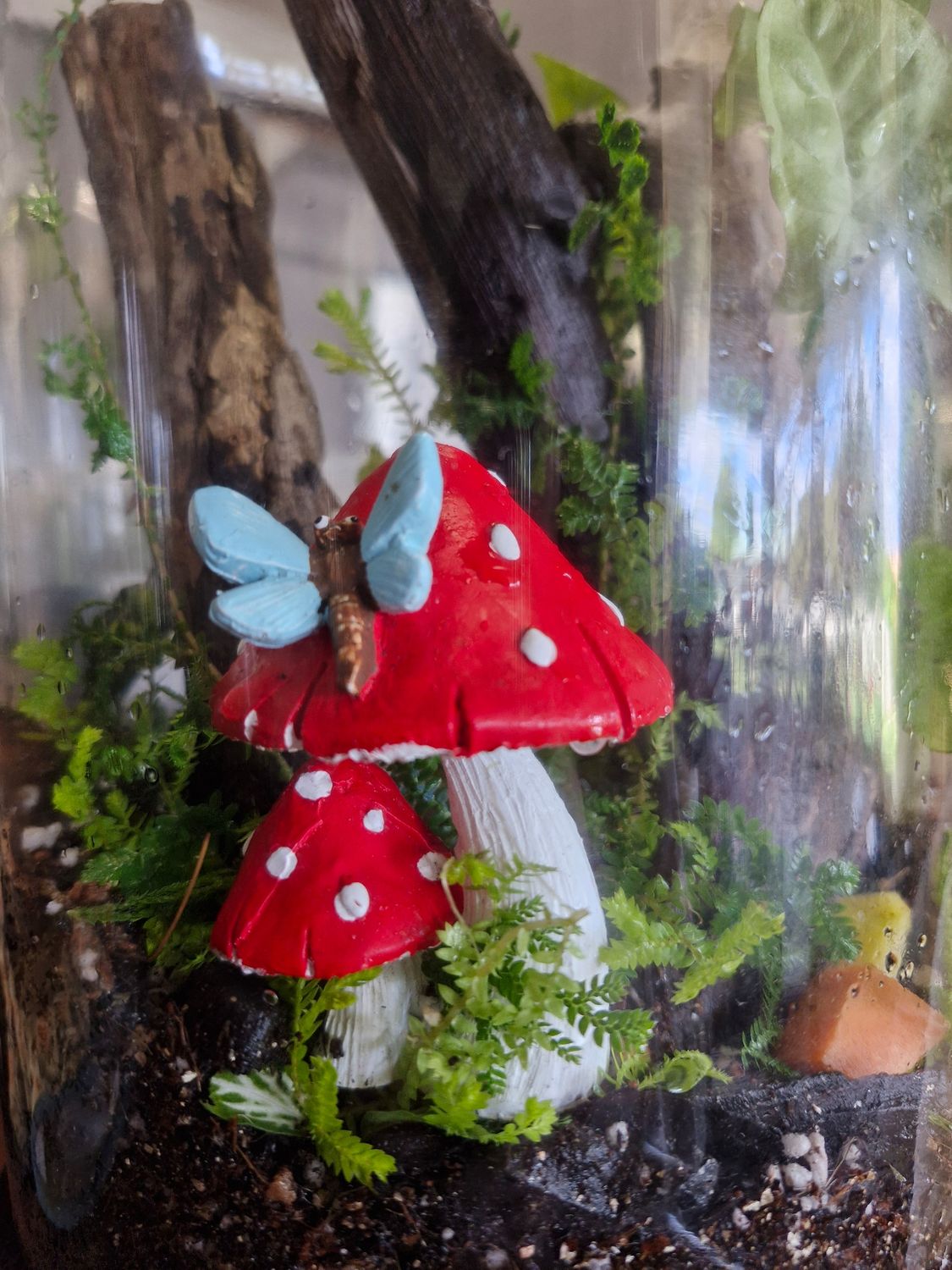 Secret Garden bioactive terrarium - Medium
