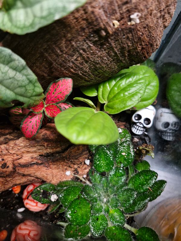 Greenhouse Bioactive terrarium - Large
