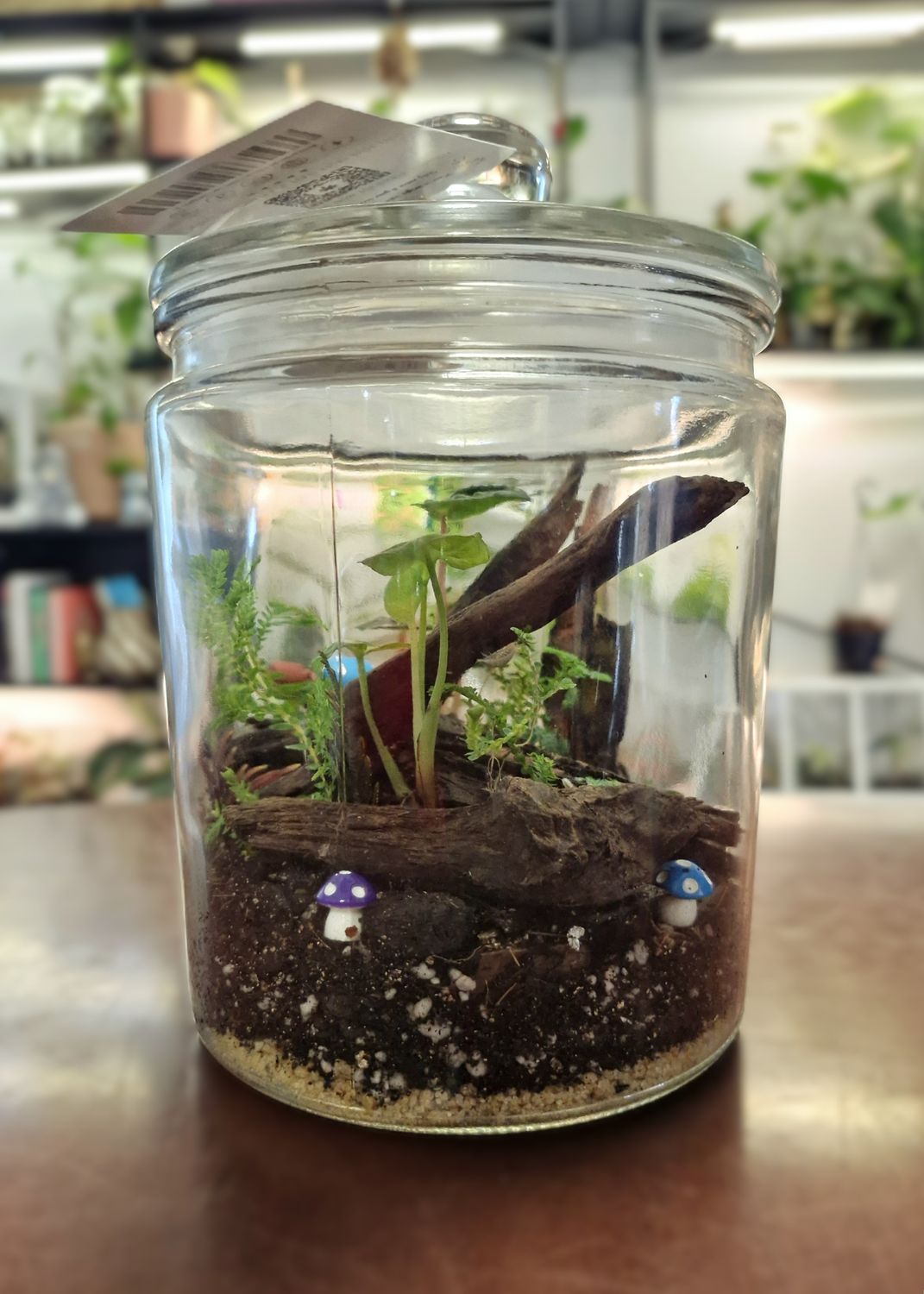 Botanical Bioactive Terrarium - Small