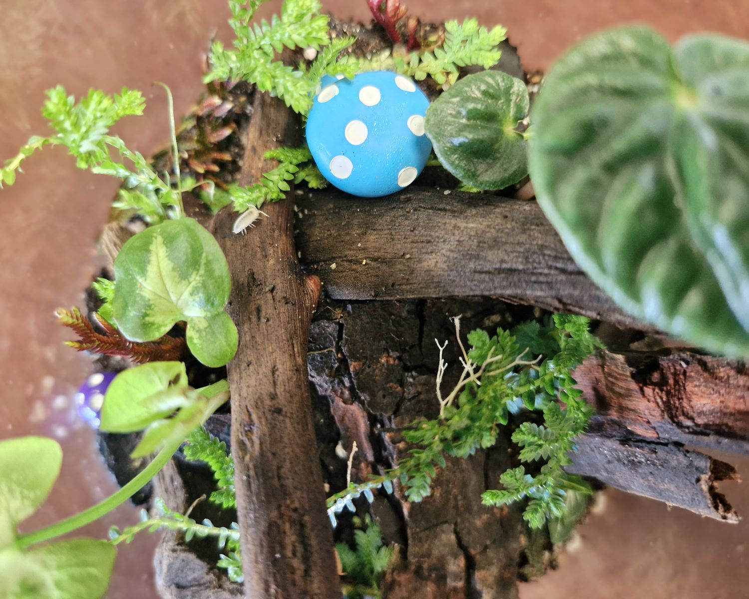 Botanical Bioactive Terrarium - Small