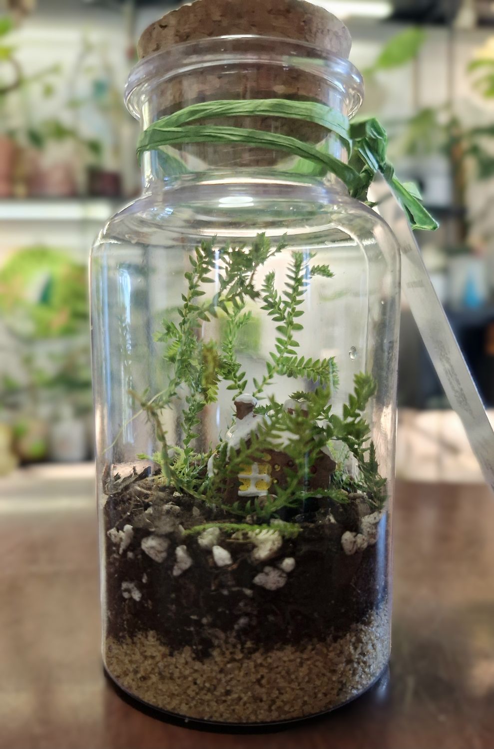 Tropical Terrarium - Mini