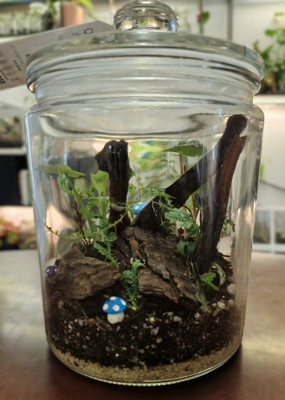 Botanical Bioactive Terrarium - Small
