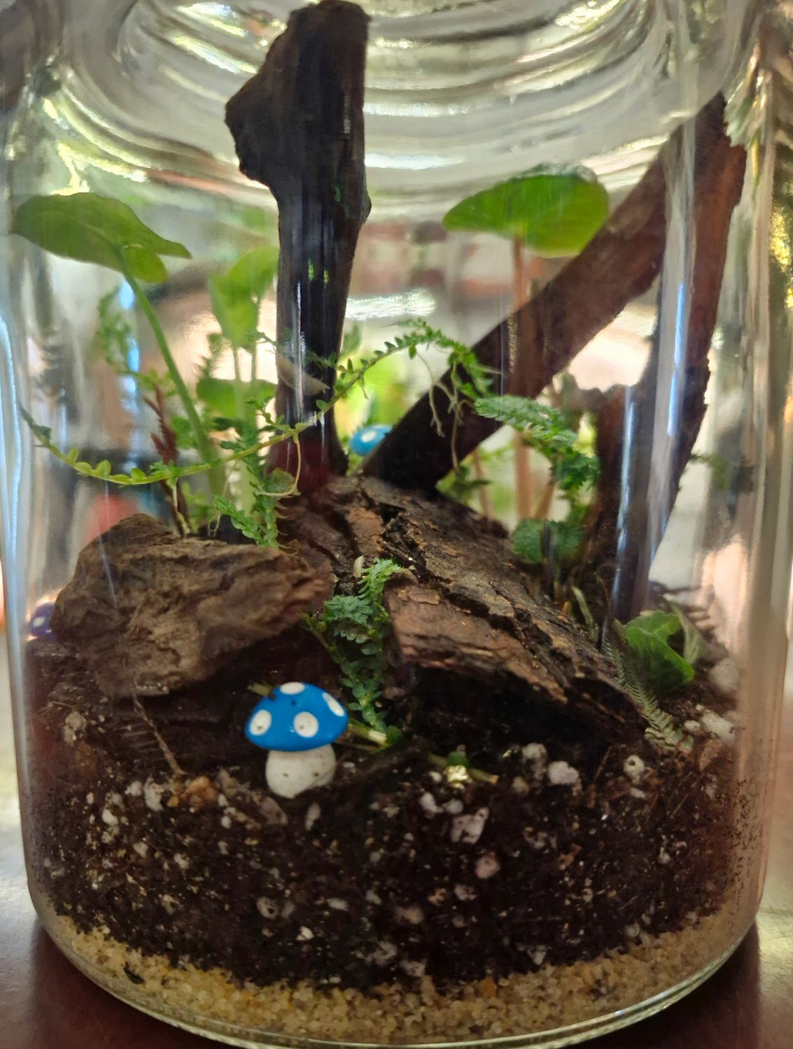 Botanical Bioactive Terrarium - Small
