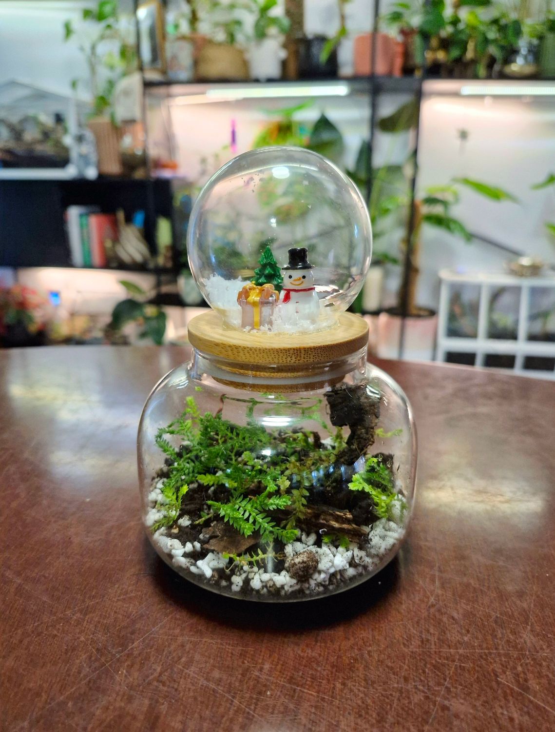 Let it Grow Bioactive Terrarium - Delicate