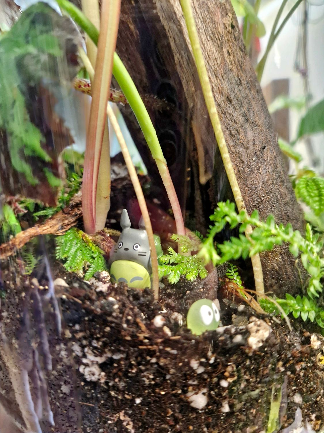 Secret Garden bioactive terrarium - Medium