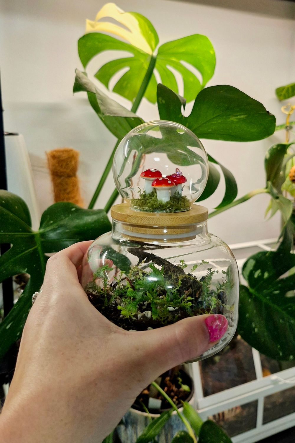 Let it Grow Bioactive Terrarium - Delicate