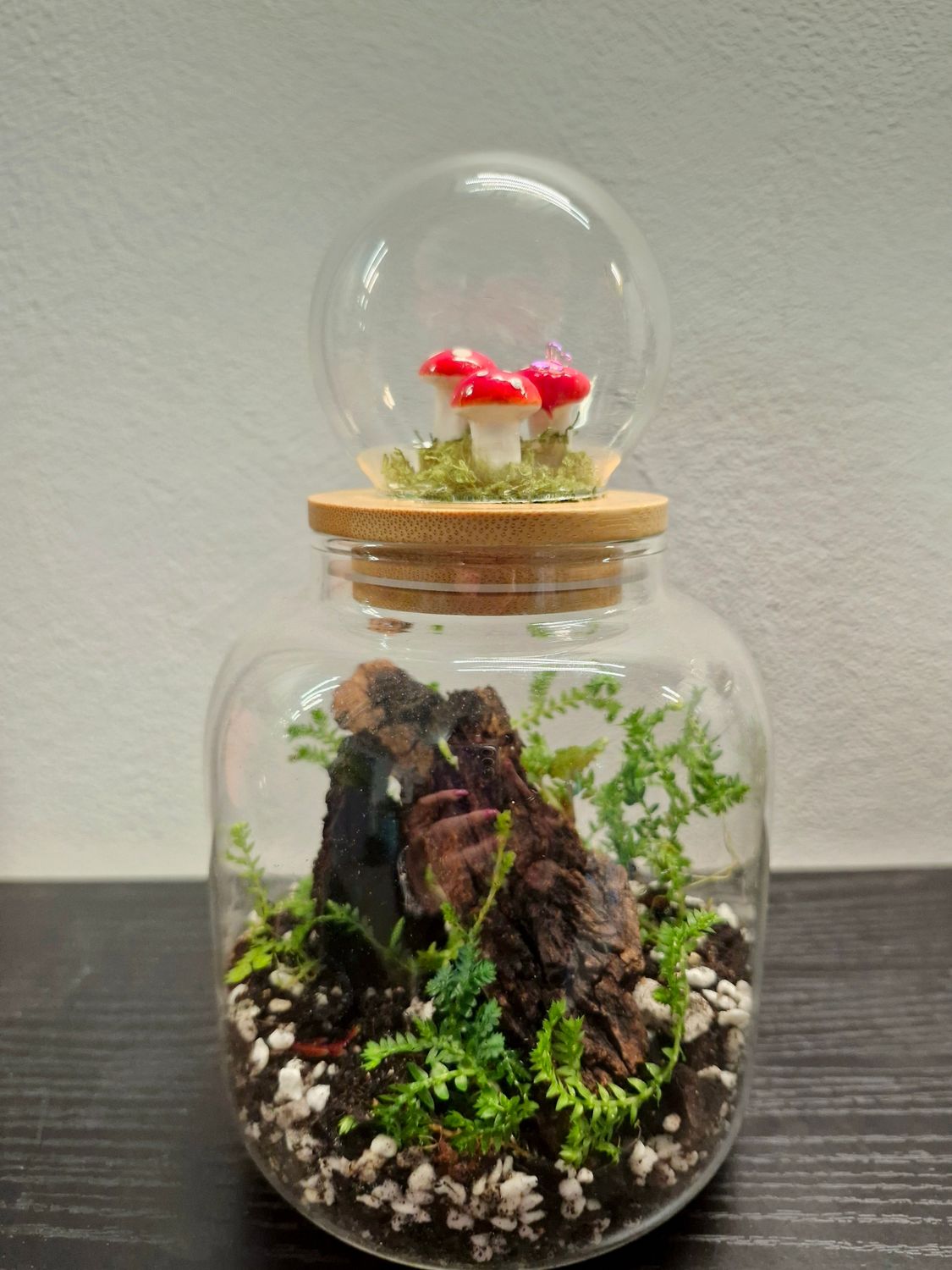 Let it Grow Bioactive Terrarium - Pocket