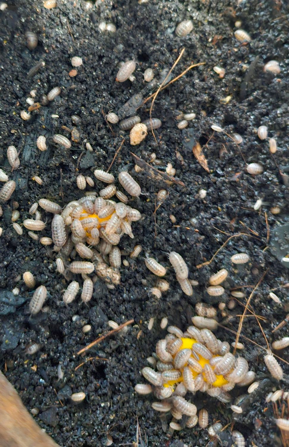 Vulgare Isopods – Nature&#39;s Little Custodians