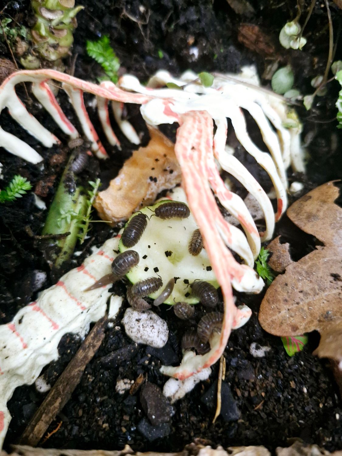Vulgare Isopods – Nature&#39;s Little Custodians